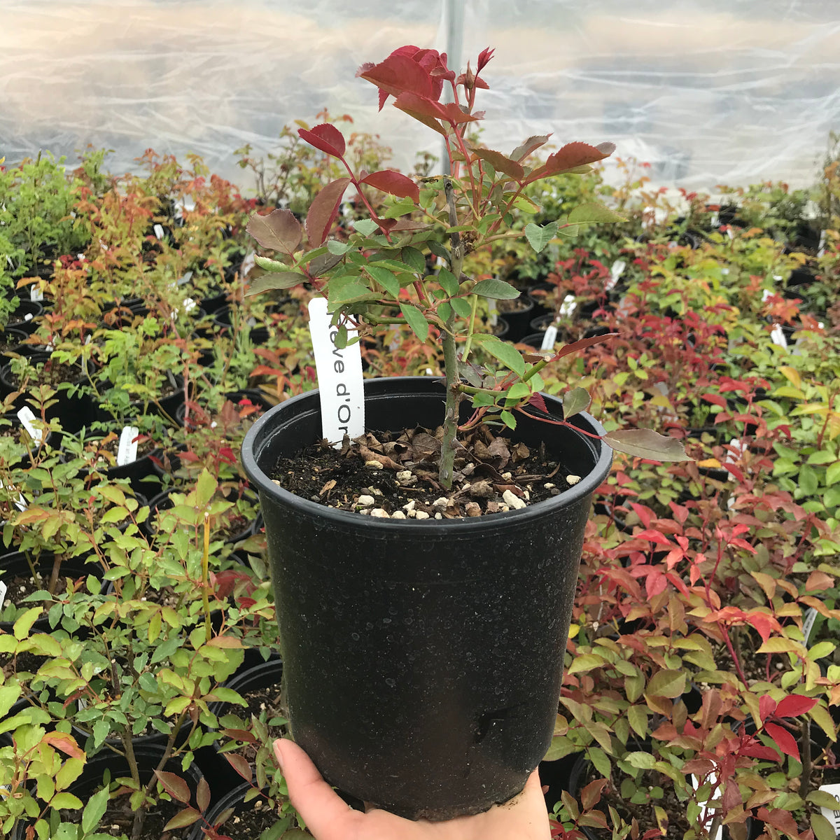 Reve d&#39;Or Climbing Rose