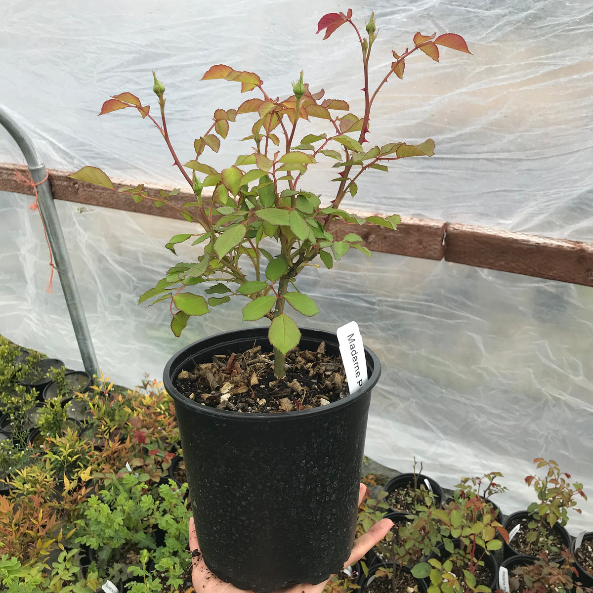 &#39;Madame Plantier&#39; Rose