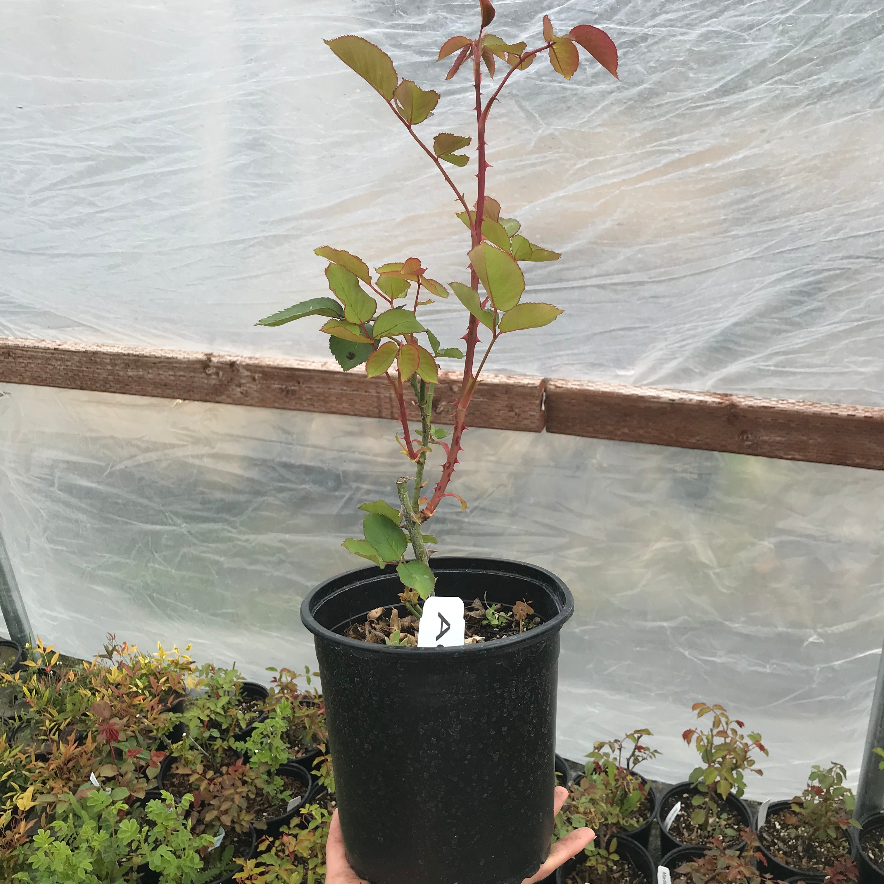 Climbing Tea Rose 'Adam'