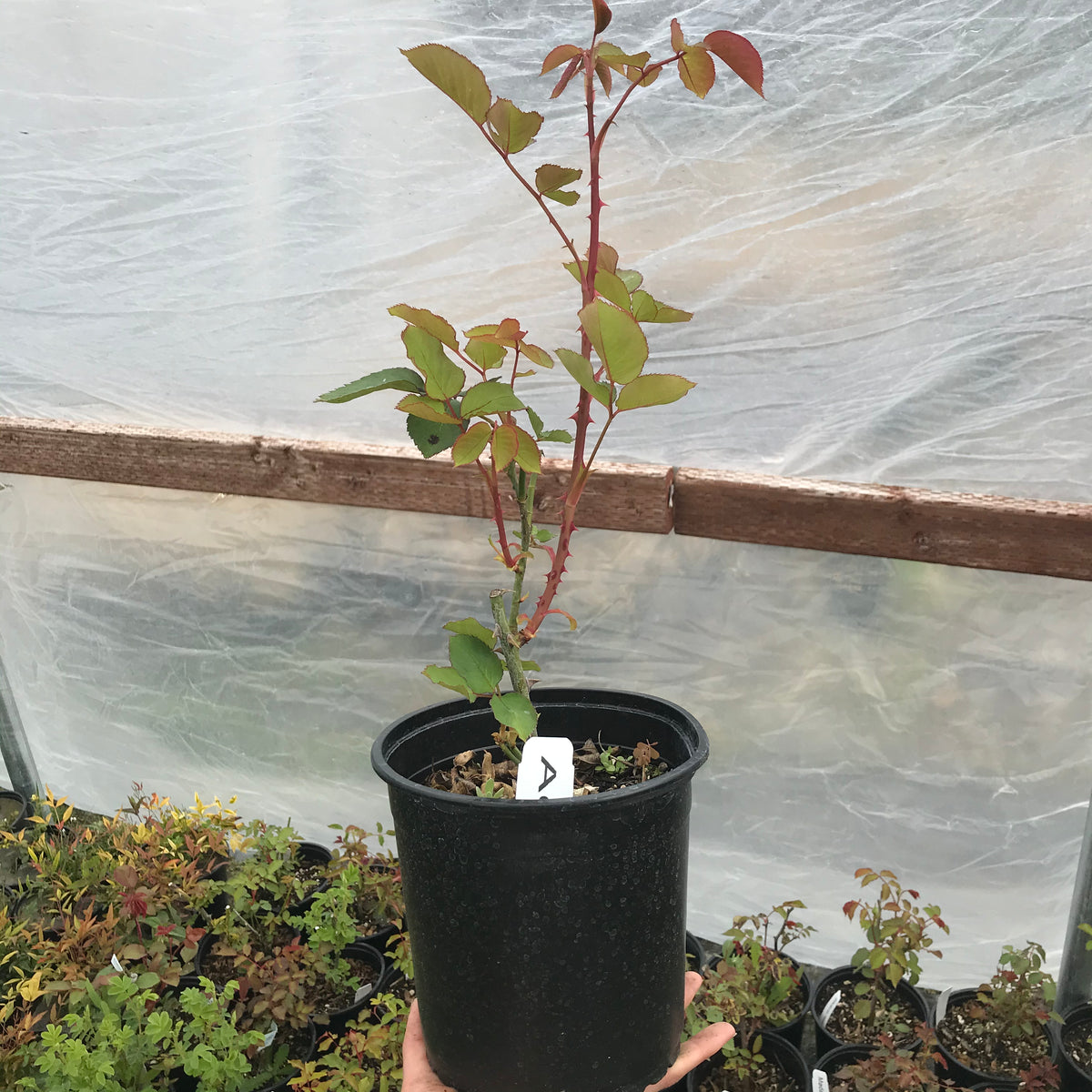 Climbing Tea Rose &#39;Adam&#39;
