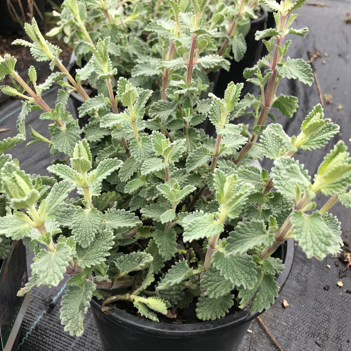 Catmint &#39;Six Hills Giant&#39;