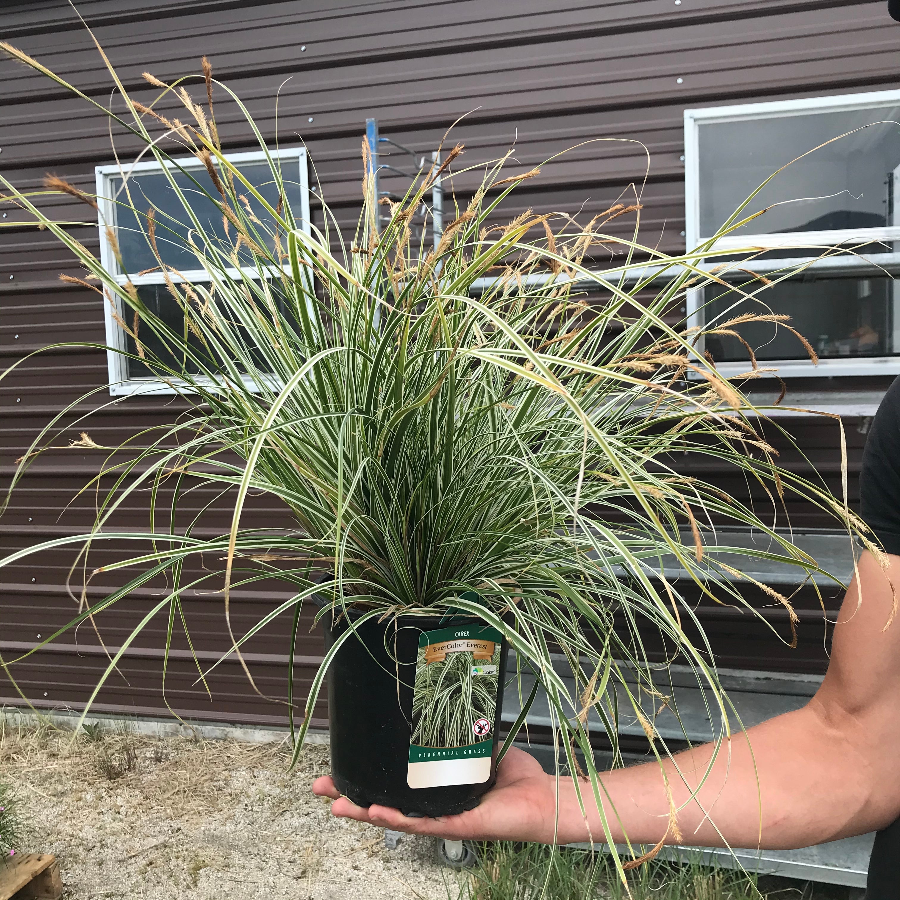 Everest Weeping Sedge