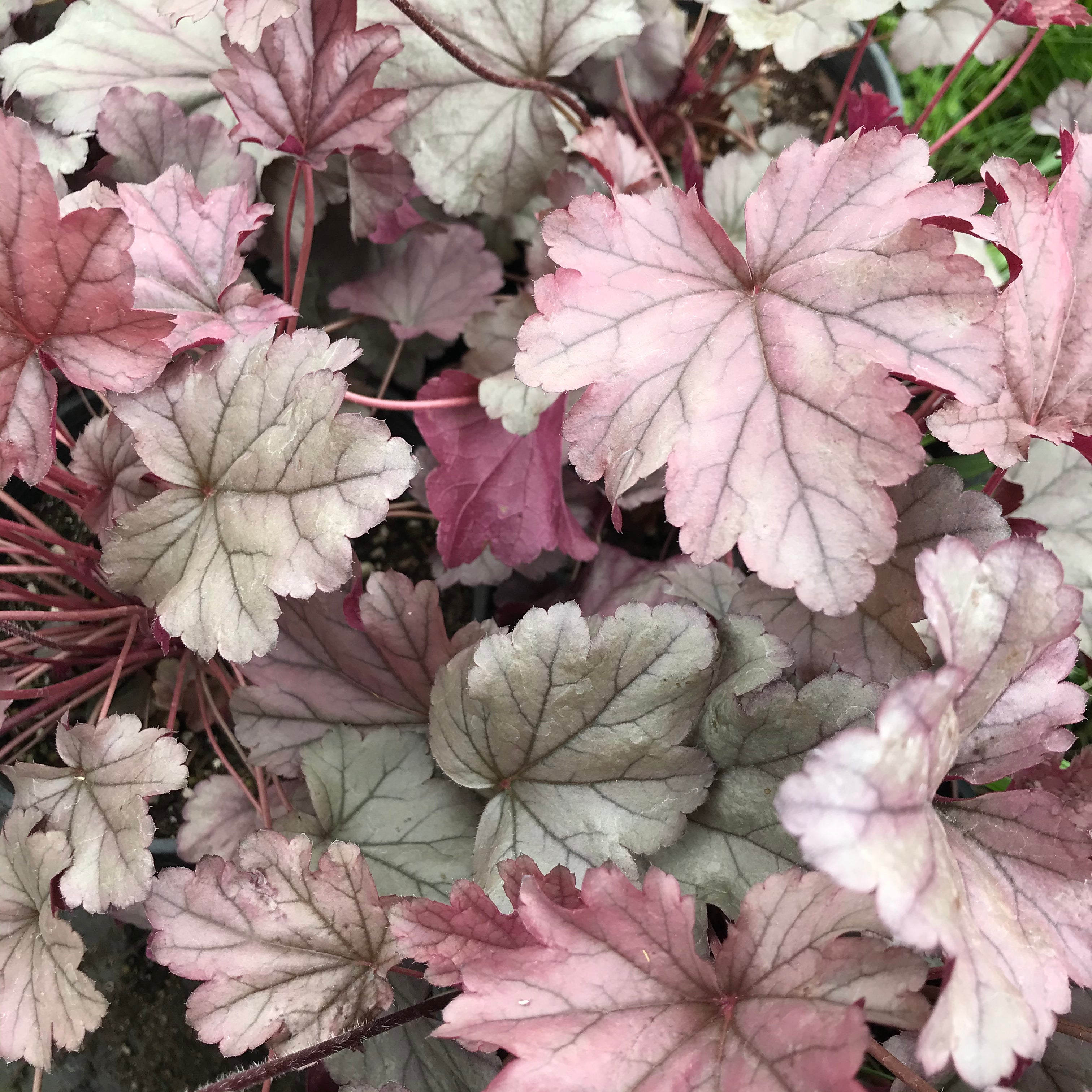 Heuchera 'Stainless Steel'