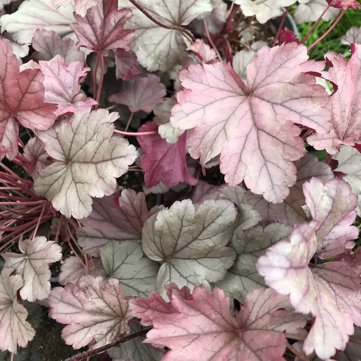 Heuchera &#39;Stainless Steel&#39;