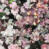 Heuchera 'Stainless Steel'