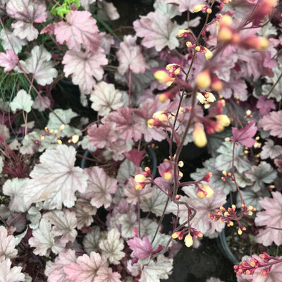 Heuchera 'Stainless Steel'