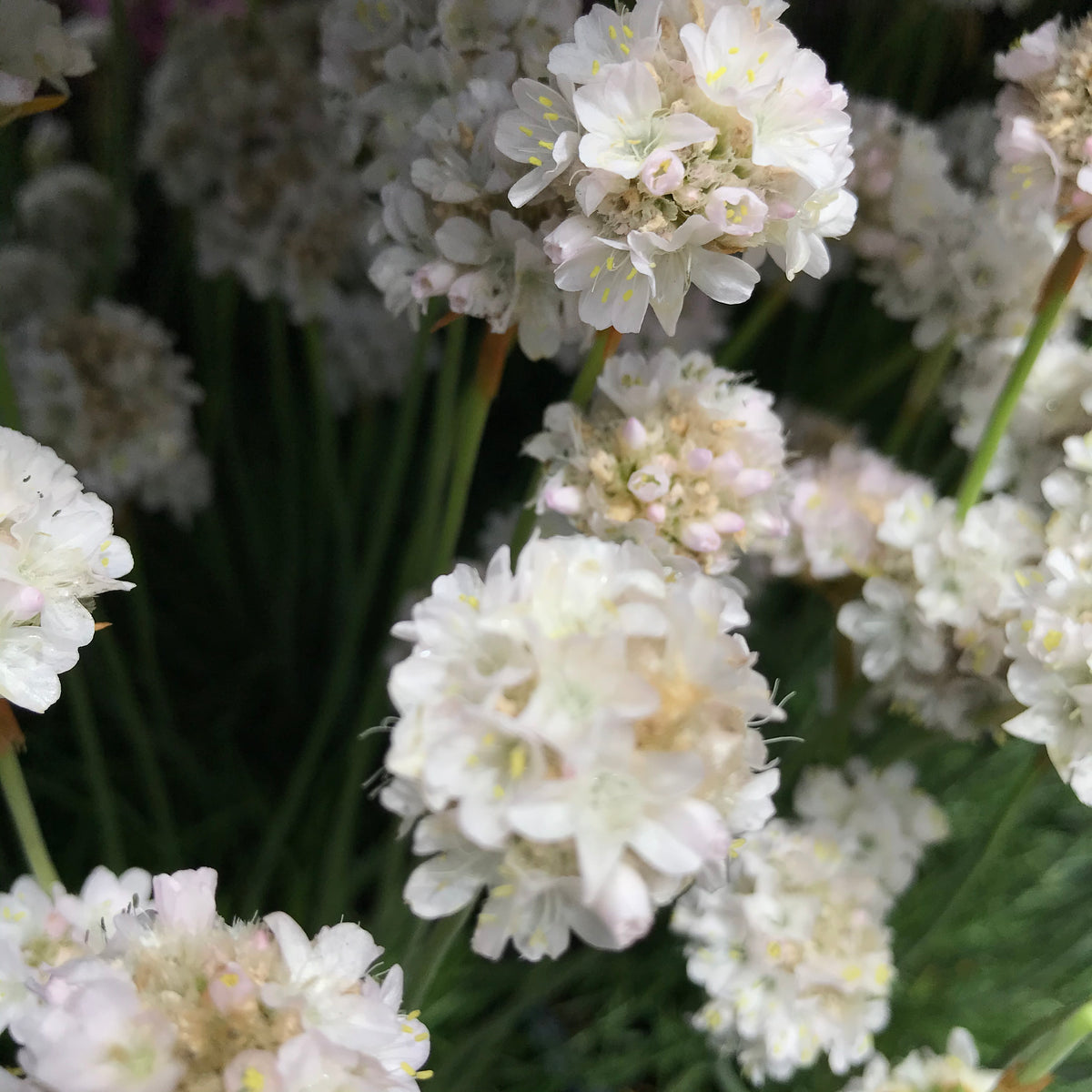 Armeria &#39;Alba&#39;