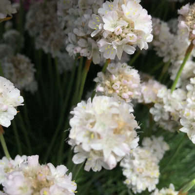 Armeria 'Alba'