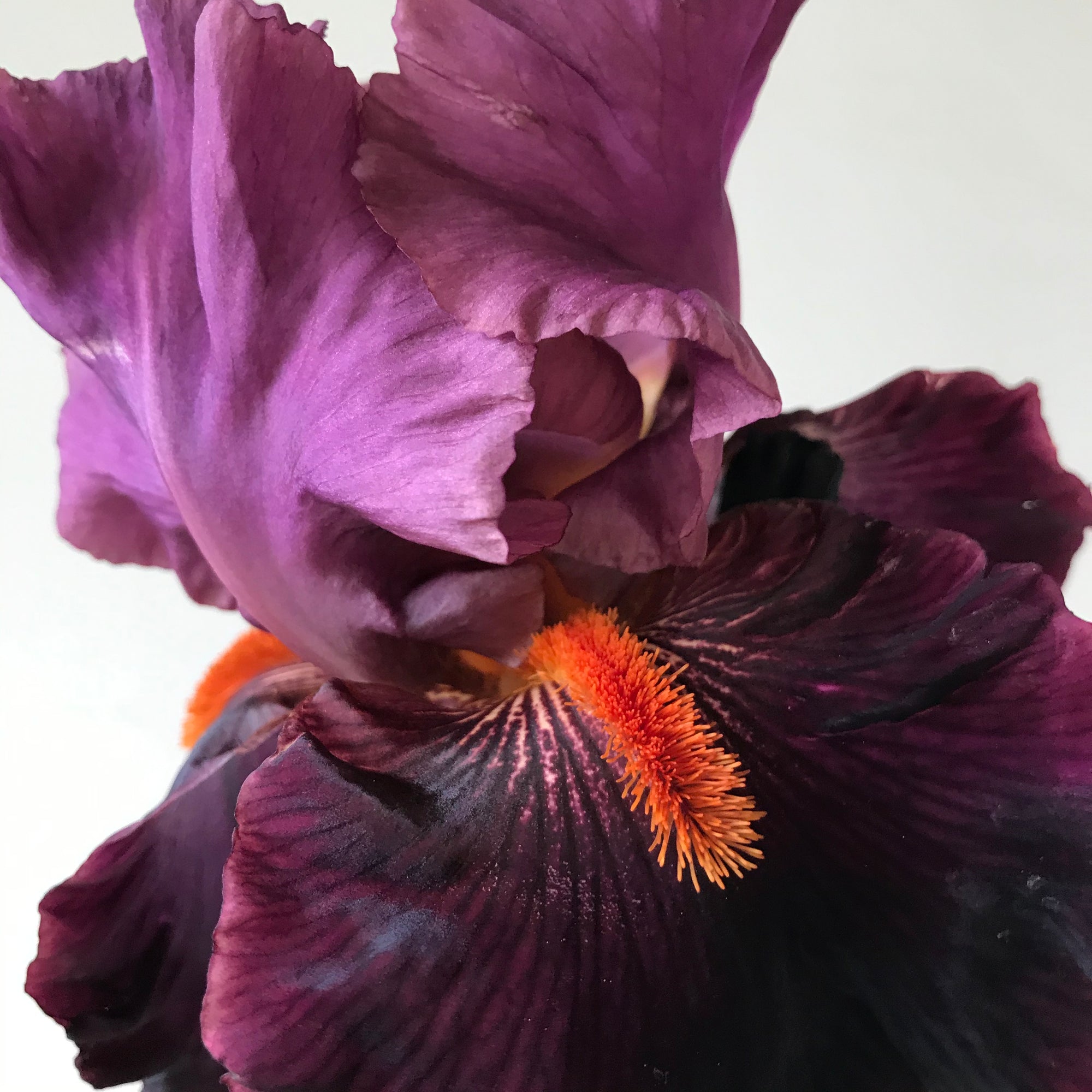 Fiery Temper Bearded Iris