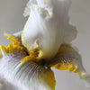 Goldkist Bearded Iris