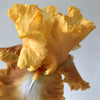 Honeycomb Bearded Iris