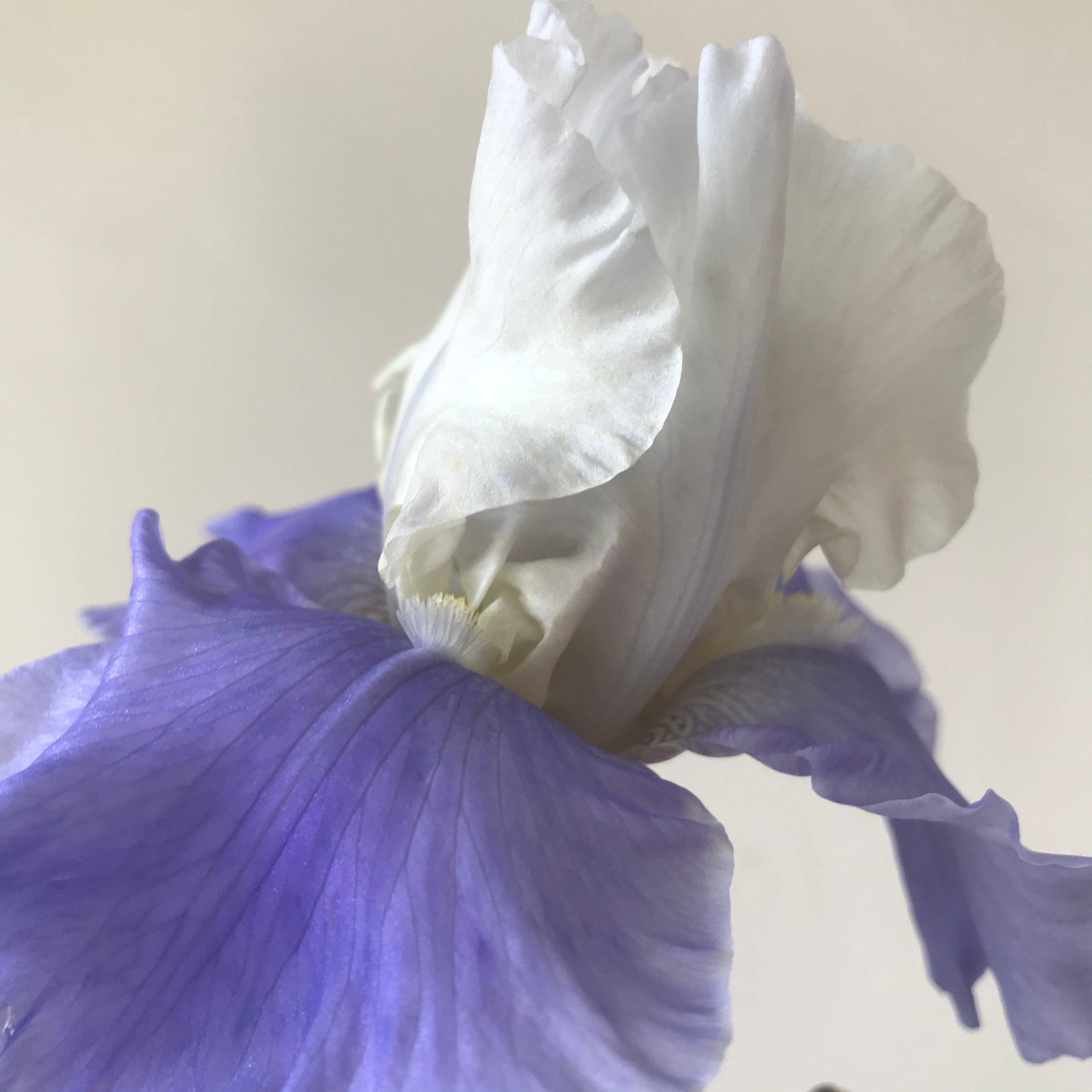Stairway To Heaven Bearded Iris