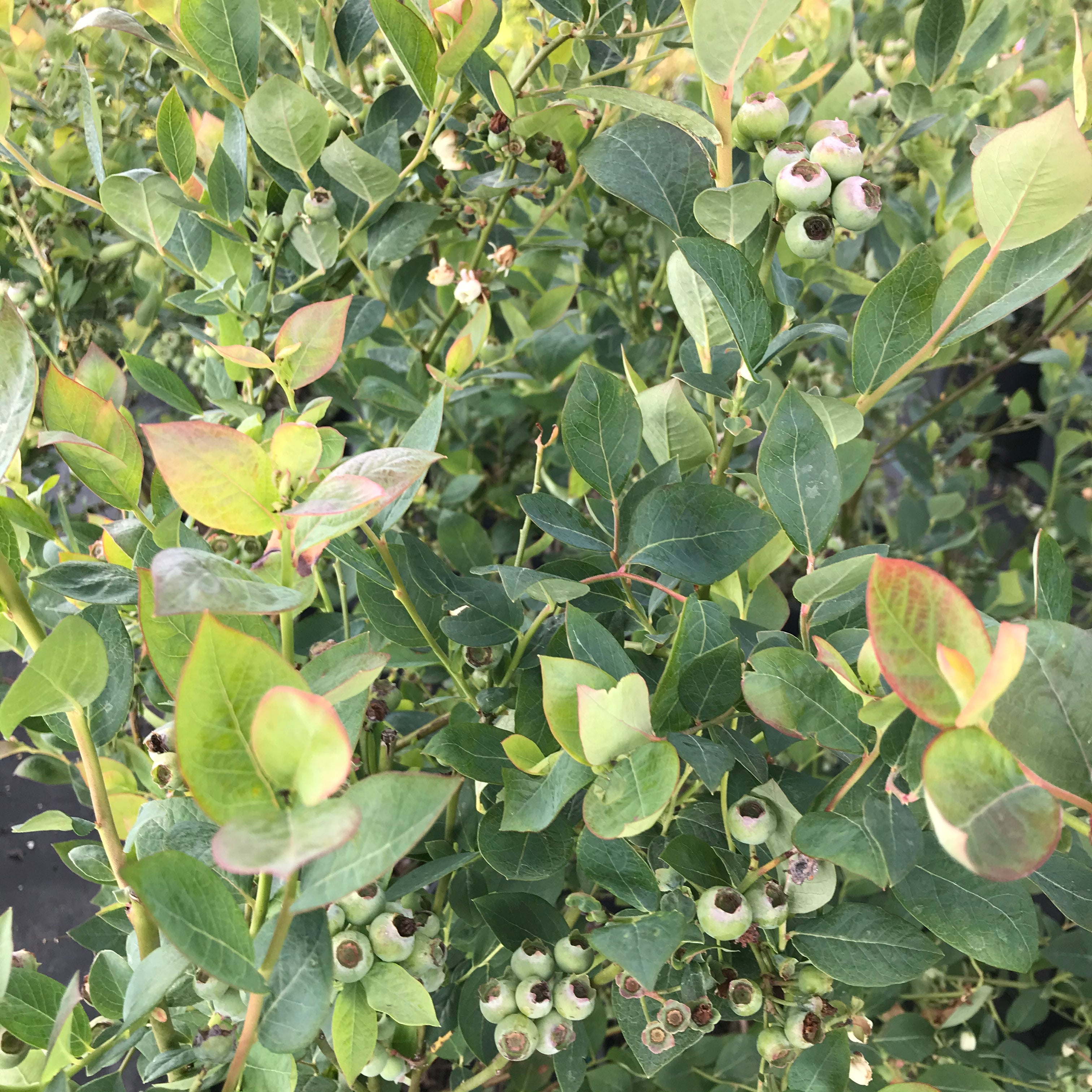 Sweetheart Blueberry