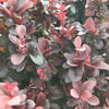 Concorde Japanese Barberry