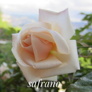 'Safrano' Rose