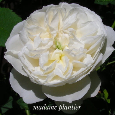 'Madame Plantier' Rose