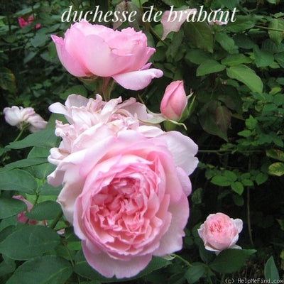 'Duchesse de Brabant' Tea Rose