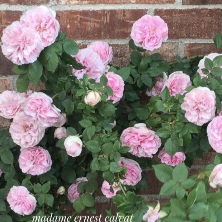 &#39;Madame Ernest Calvat&#39; Rose