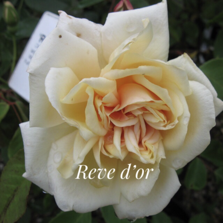 Reve d&#39;Or Climbing Rose