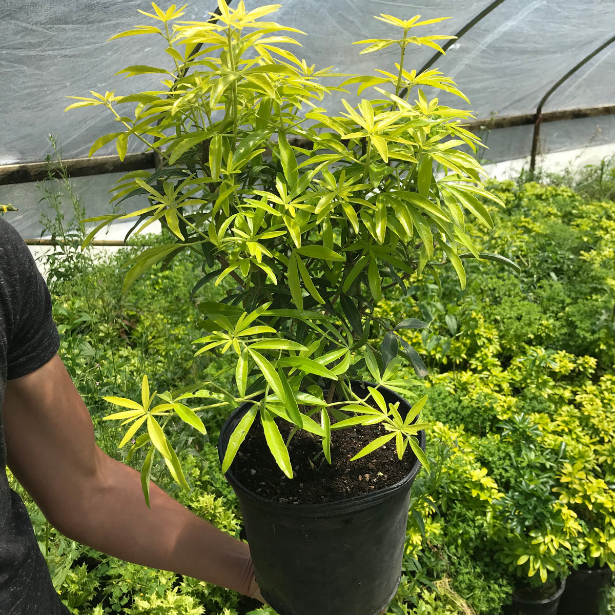 Mexican Orange Blossom &#39;Goldfingers&#39;