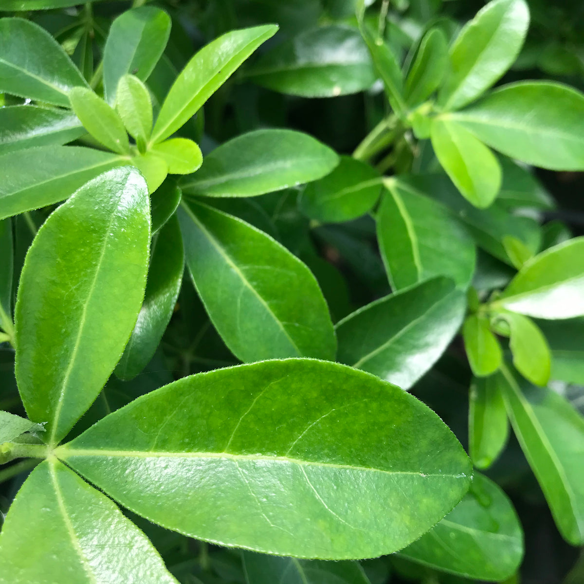 Mexican Orange Blossom