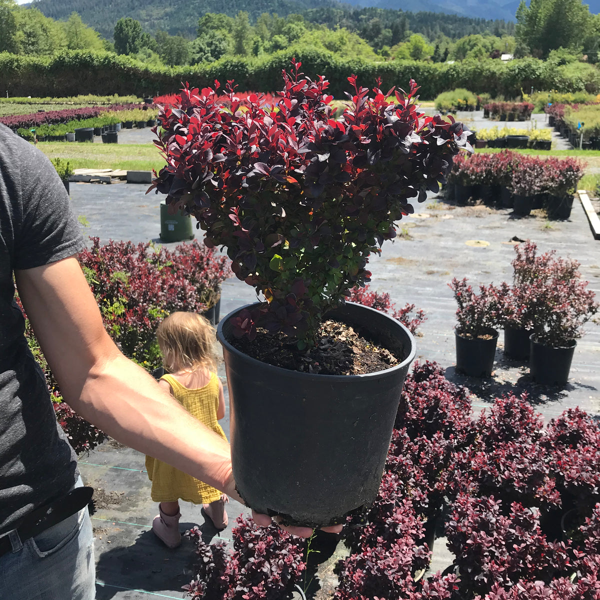 Concorde Japanese Barberry