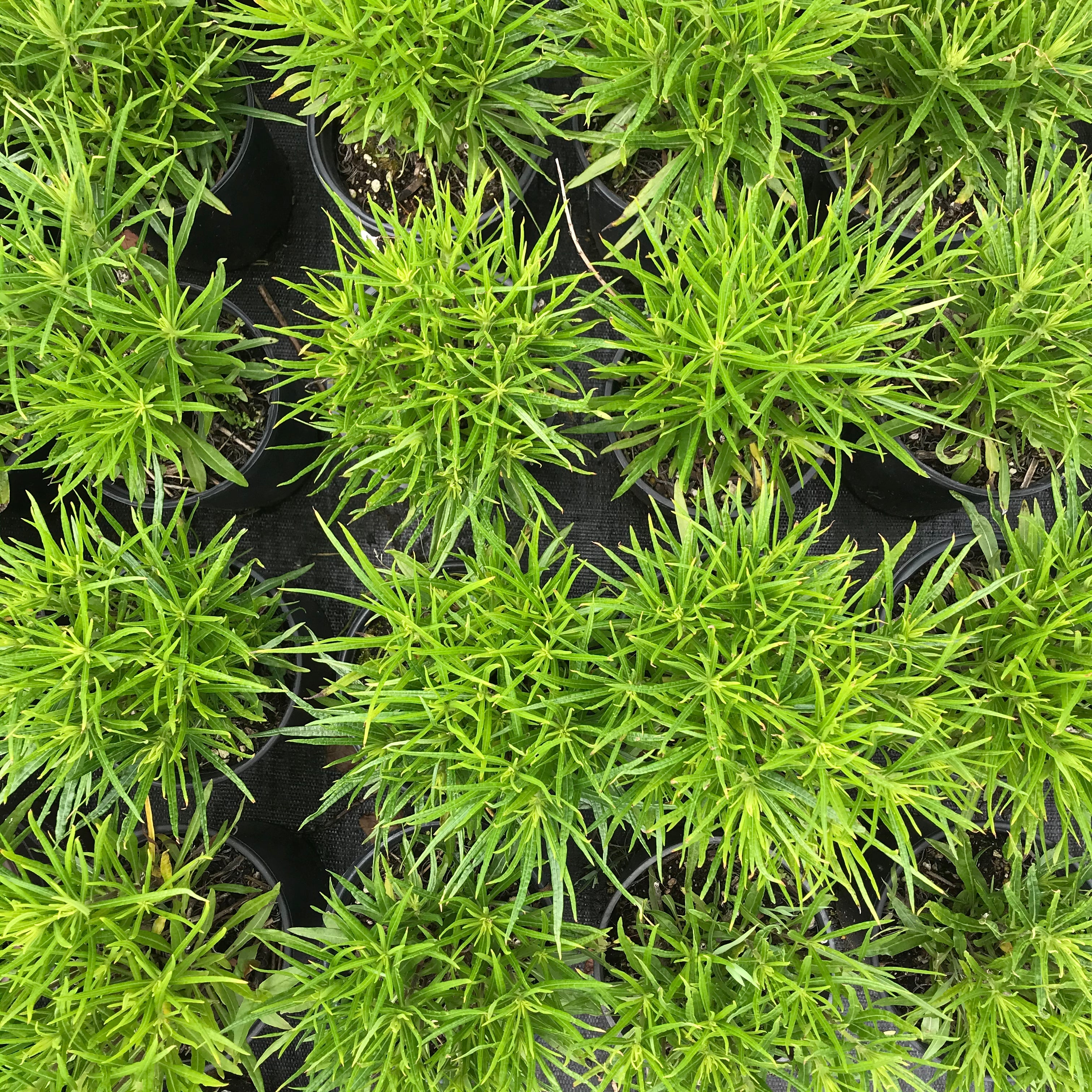 Willow Leaved Sunflower
