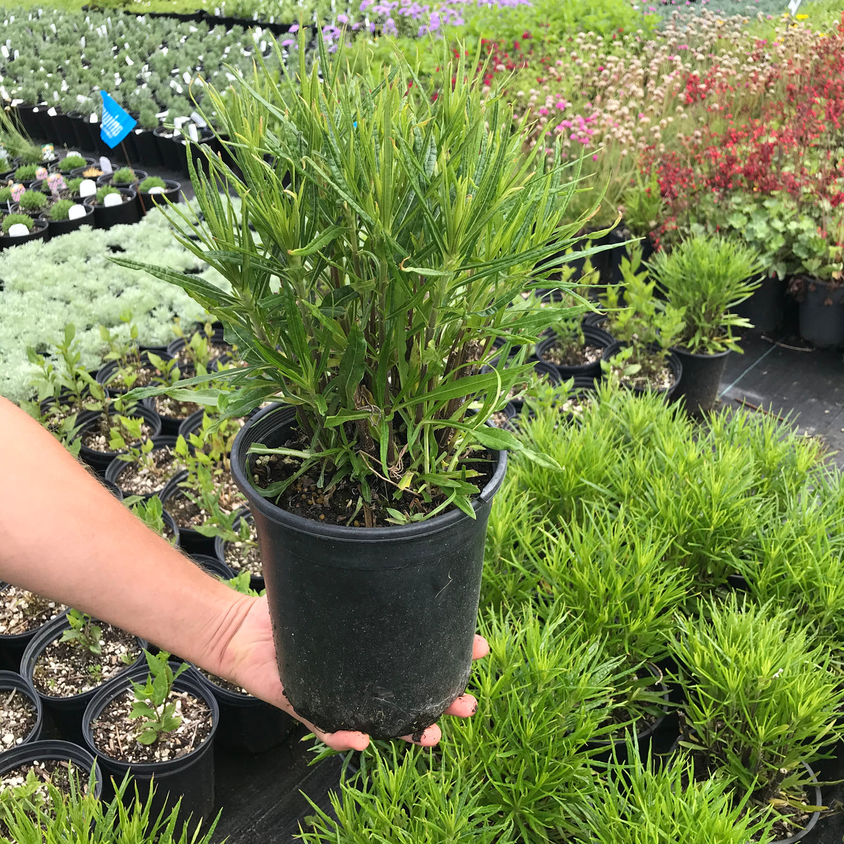 Willow Leaved Sunflower