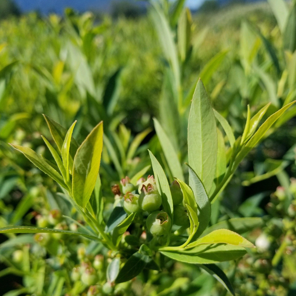 Blueberry &#39;Pink Lemonade&#39;