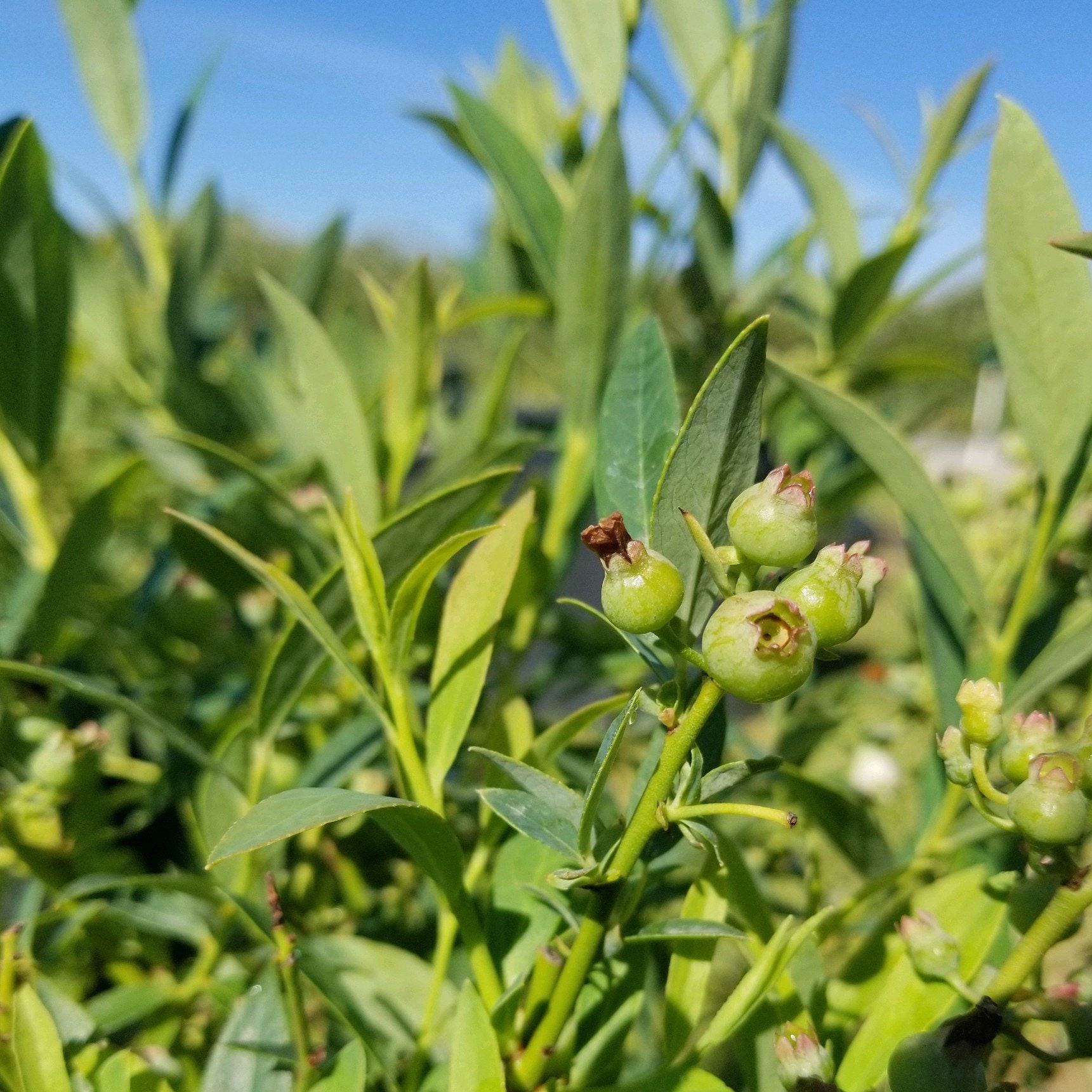 Blueberry 'Pink Lemonade'