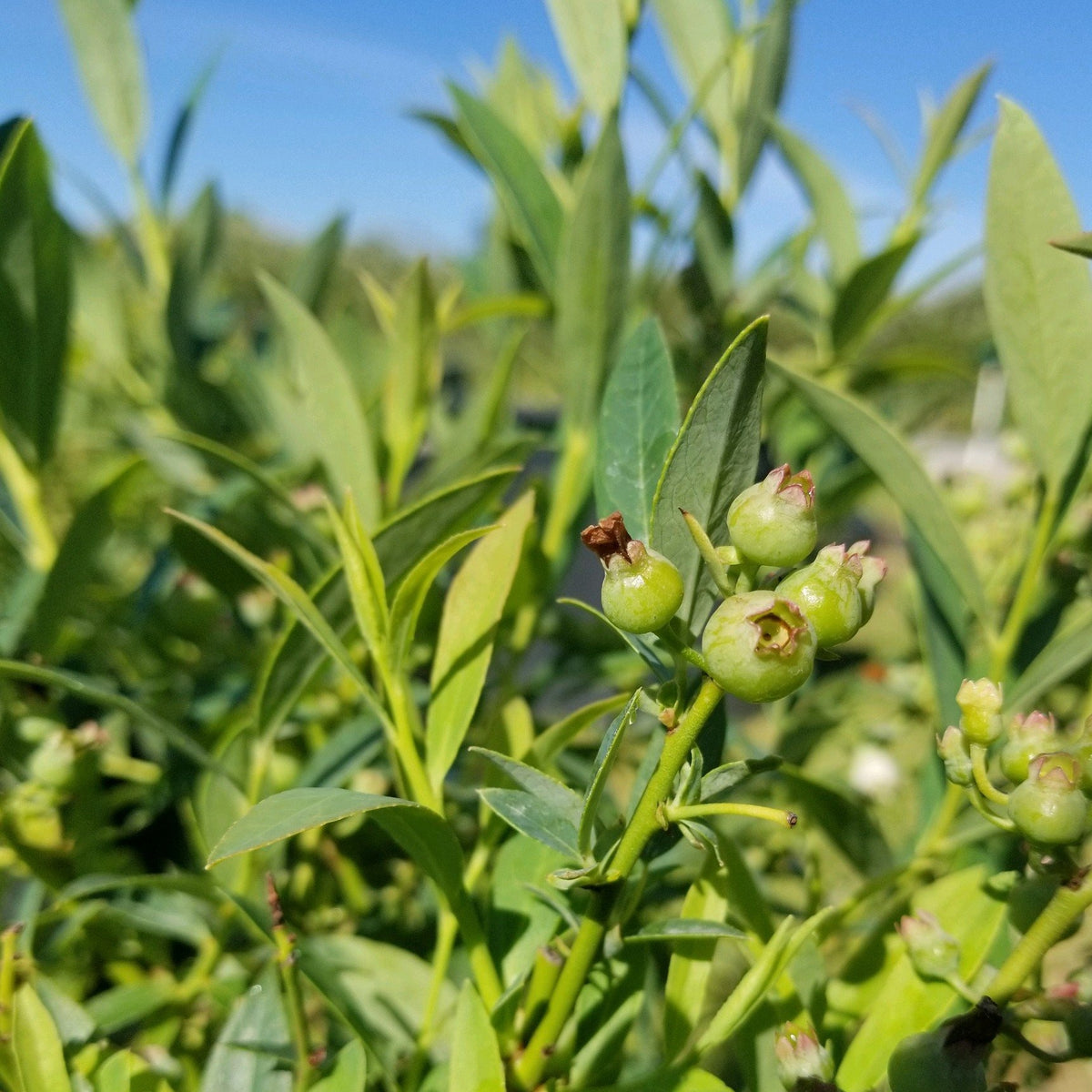 Blueberry &#39;Pink Lemonade&#39;