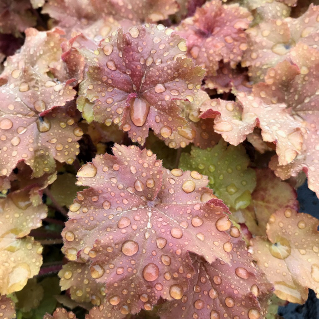 Heuchera &#39;Caramel&#39;