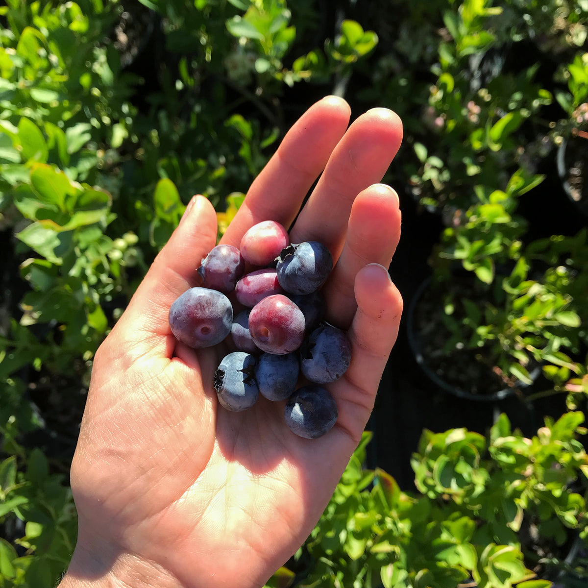 Chandler Blueberry for Sale Online The Greenhouse