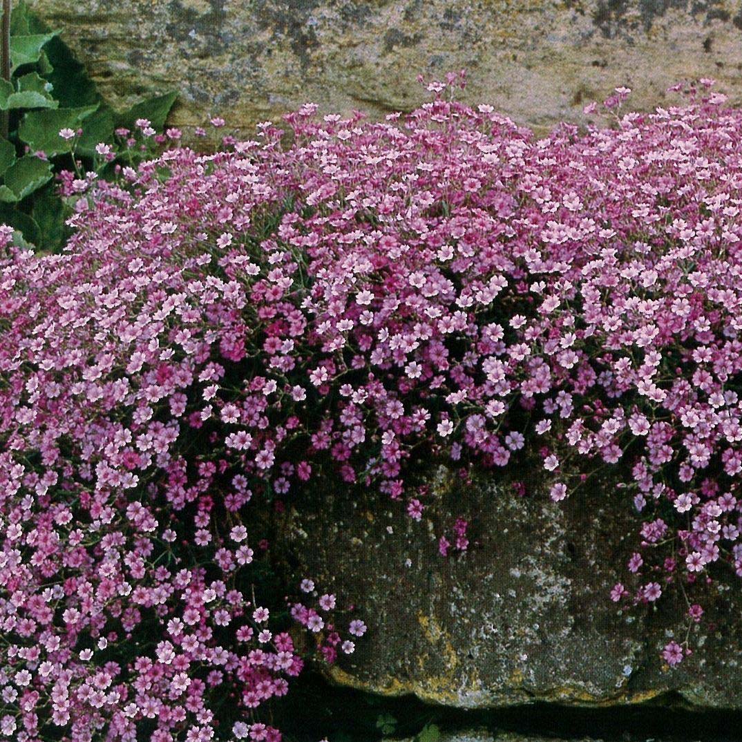 Pink Creeping Baby&#39;s Breath