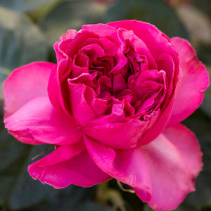 Pink Traviata Rose