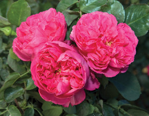 Pink Traviata® Rose