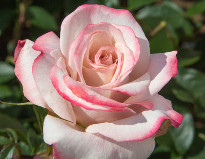 Pinkerbelle™ Rose