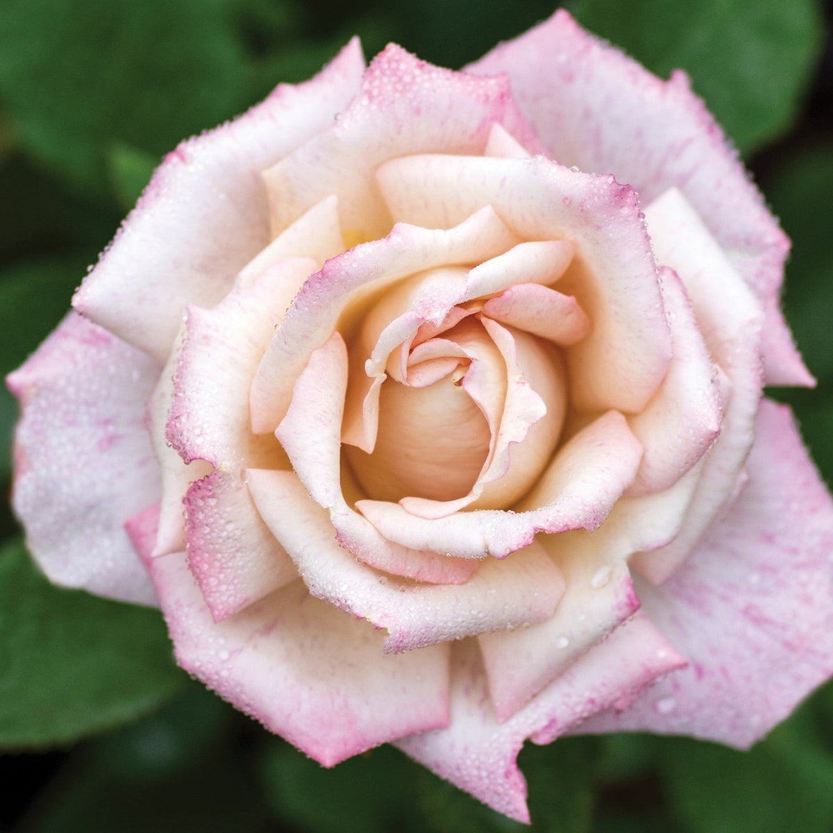 Pinkerbelle Rose