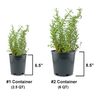 Hush Puppy Fountain Grass