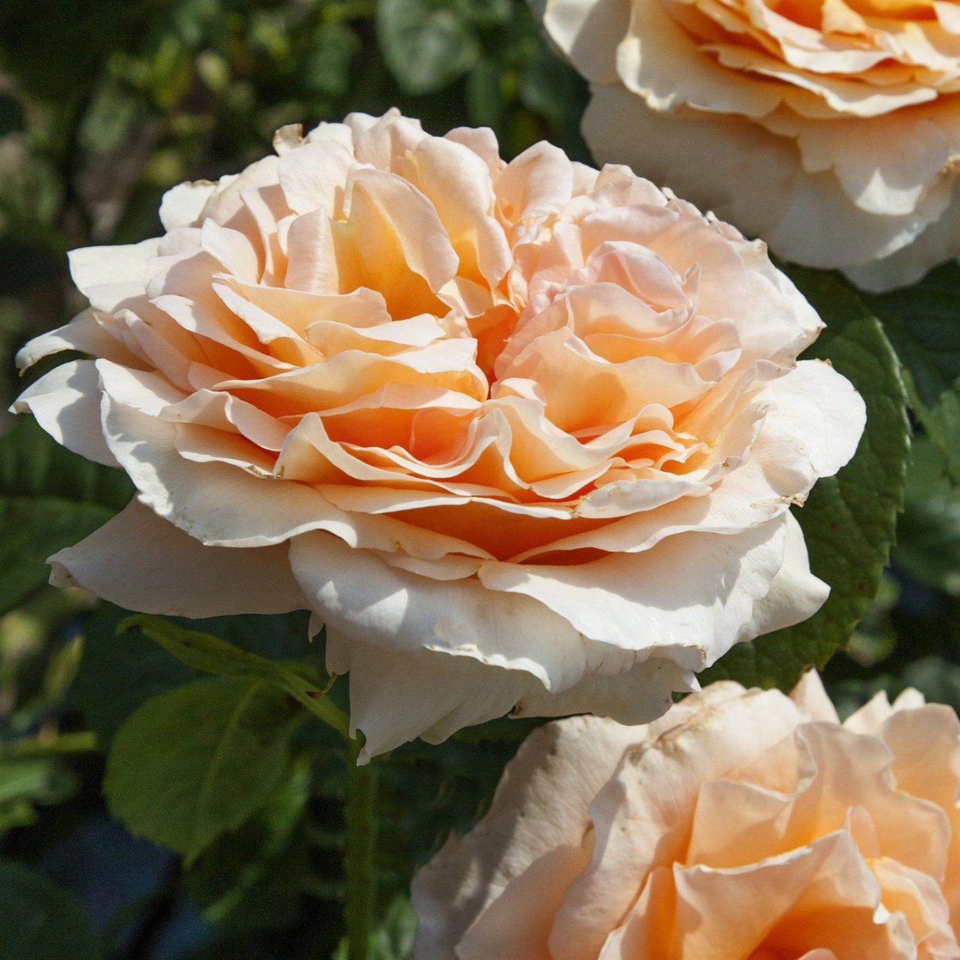 Polka™ Climbing Rose