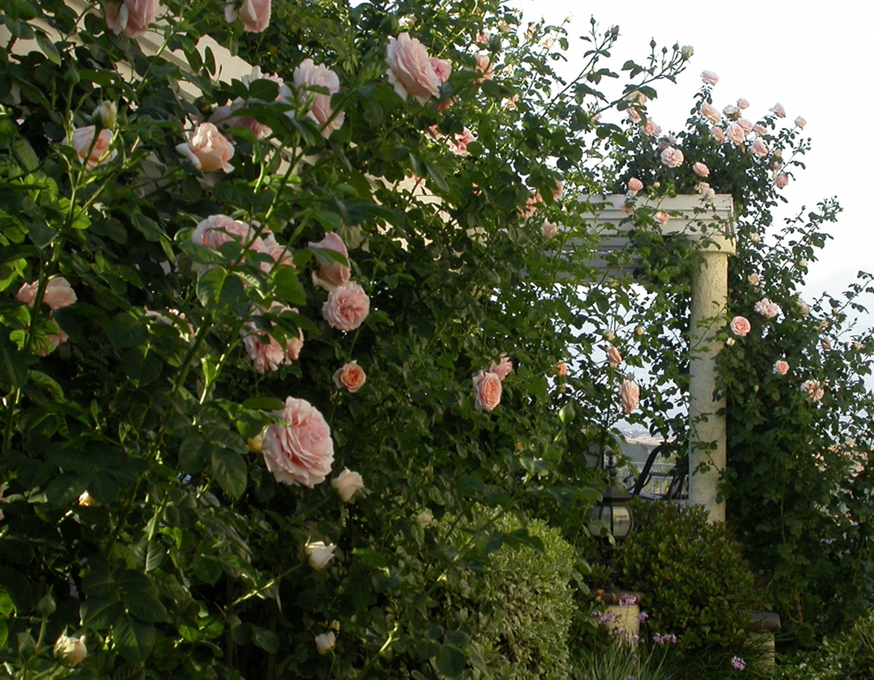 Polka™ Climbing Rose