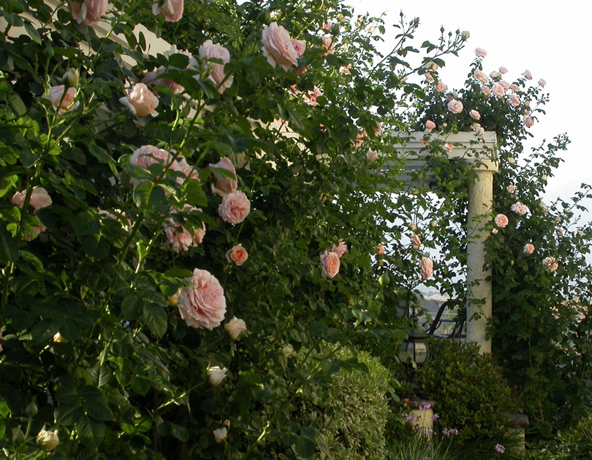 Polka™ Climbing Rose