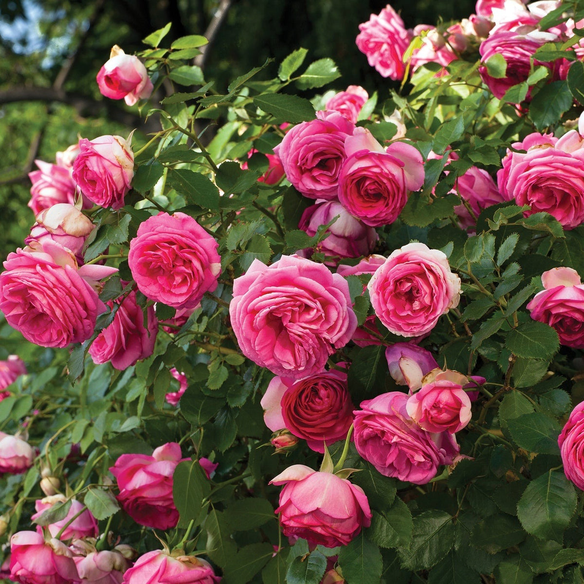 Pretty in Pink Eden Rose