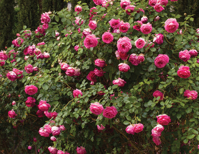 Pretty in Pink Eden® Climbing Rose