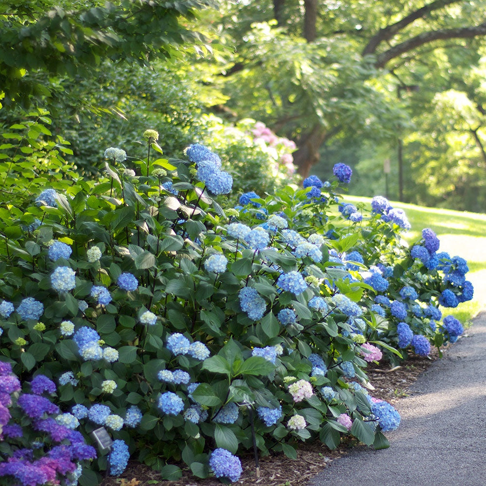 Hydrangea &#39;Penny Mac&#39;