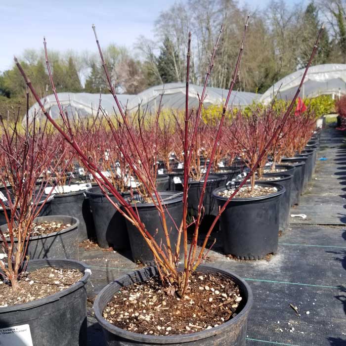 Dwarf Kelseyi Dogwood