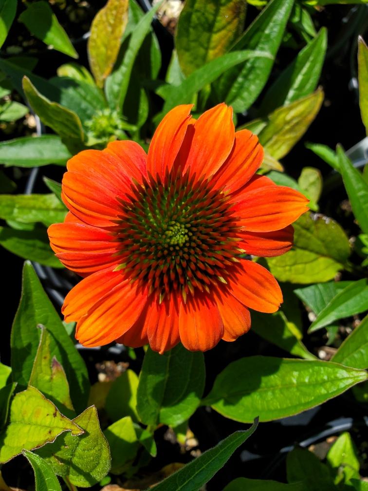 Sombrero® Hot Coral Echinacea