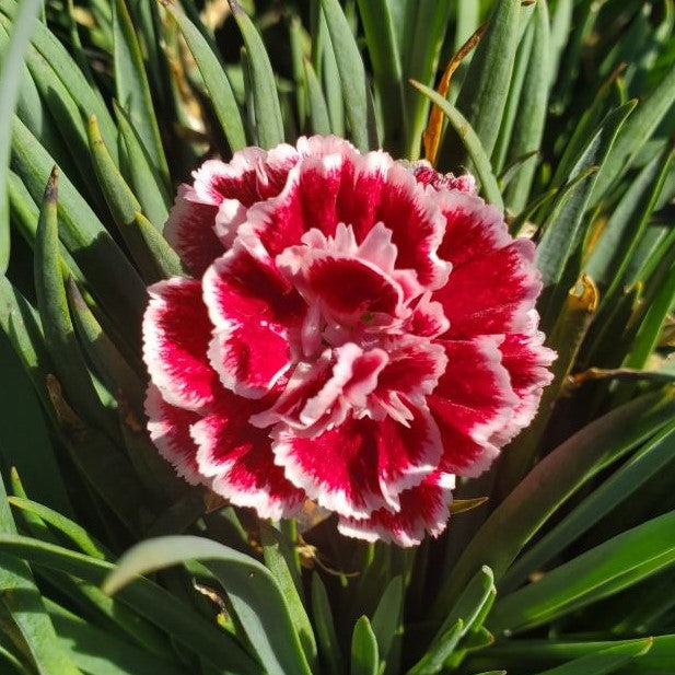 Dianthus ‘Sugar Plum’