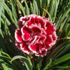 Dianthus ‘Sugar Plum’