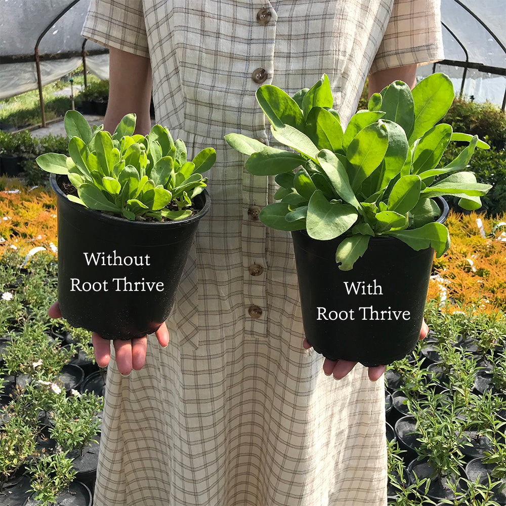 Root Thrive